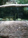Akvarium PlzeÃË